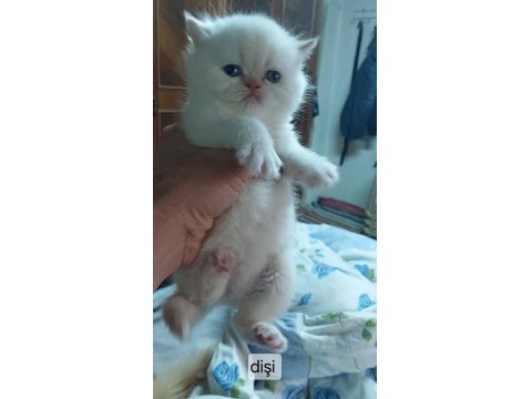 Exotic Longhair Erkek Ve Dişi Safkan Bebekler