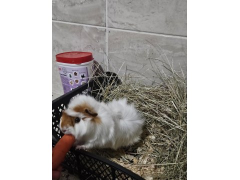 Ginepig Luki Sahiplendiyorum