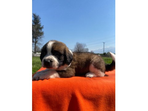 Safkan Saint Bernard Bebekler
