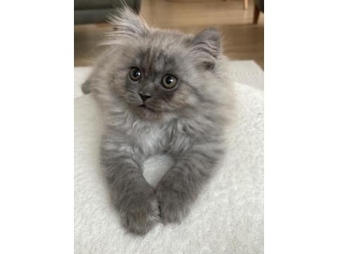 2 Aylık Yavru Chinchilla Melezi Kedimiz