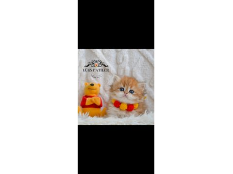 Altın Saçlı Golden British Longhair Ny12