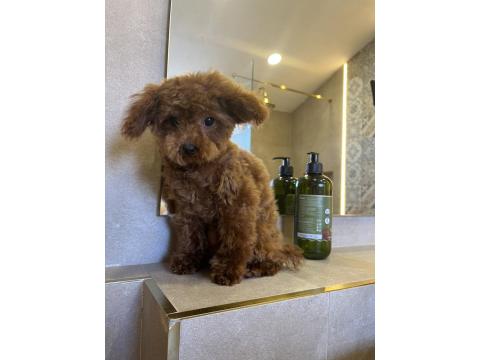 7 Aylık Teacup Teddy Dişi Poodle