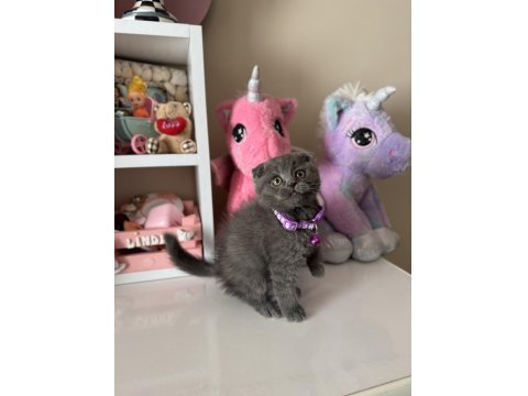 Scottish Fold Gri Yavrular