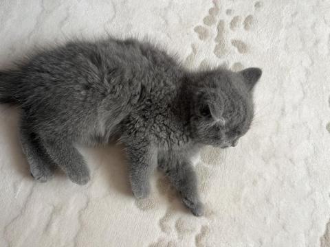 British 2 Aylık Dişi