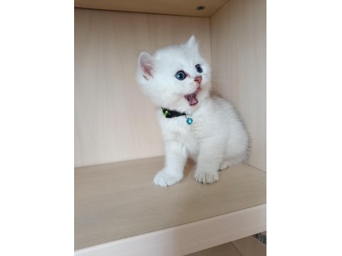 Yakışıklı Oğlum British Shorthair