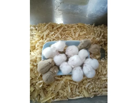 Üreticiden Gonzales Hamster