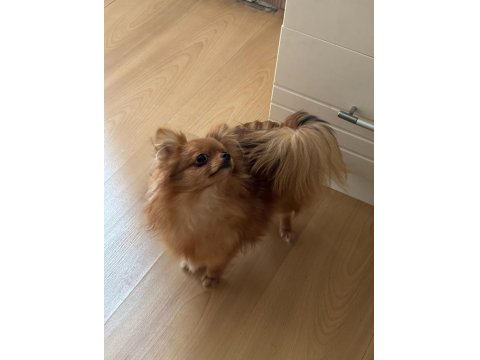 Uzun Tüylü Chihuahua