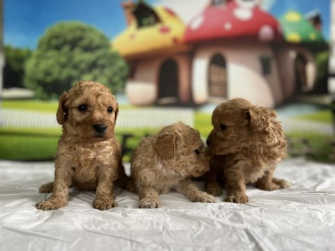 Maltipoo Cinsi Yavru