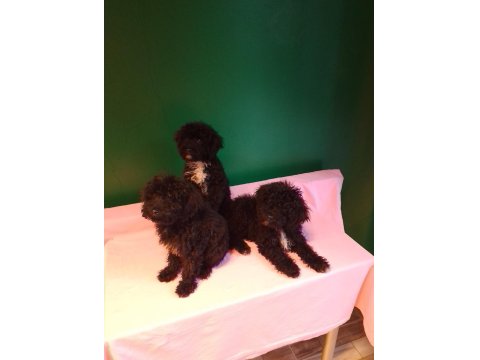 Siyah Toy Poodle Yavrularımız