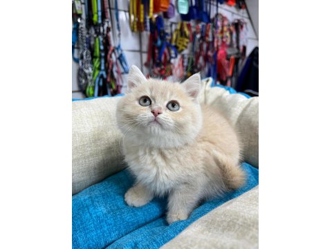 Krem Renkli Minik Scottish Straight