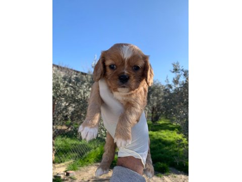 Cavalier King Charles Ruby