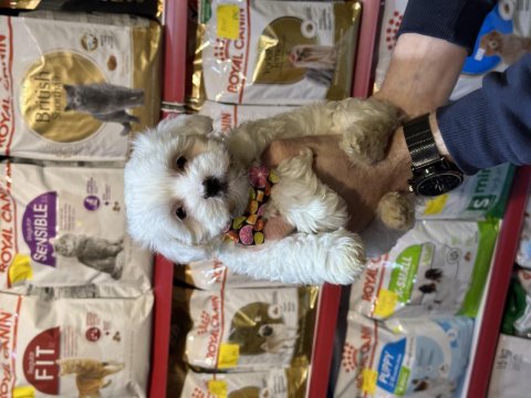 Red Maltipoo Yavrular (Wc Eğitimli)