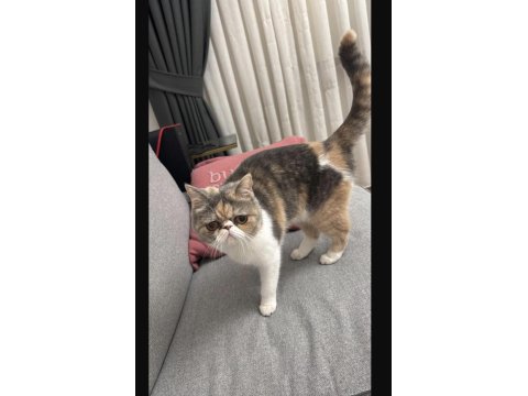 Exotic Shorthair Dişi Yavrumuzu Sahiplendiriyoruz