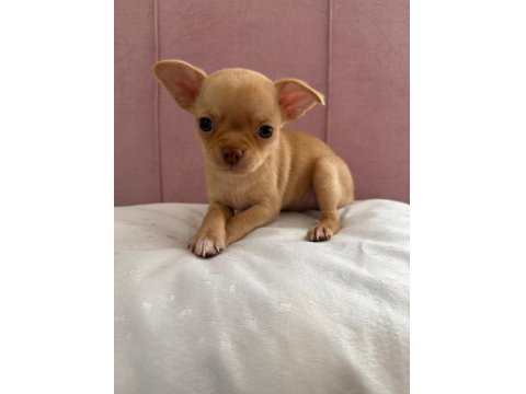 Anne Altından Şivava Bebişler