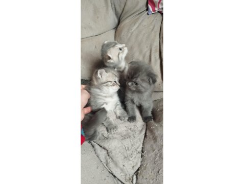 Kısırlaştırma Desteği Karşılığı Ücretsiz Kediler