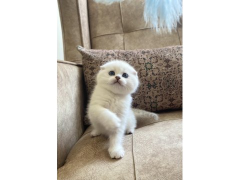 Full Şecereli Anne Babanın Scottish Fold Bebeği