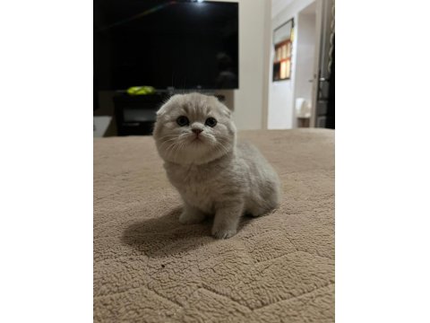 6 Tane Yavru Minnoş Kedilerim Var