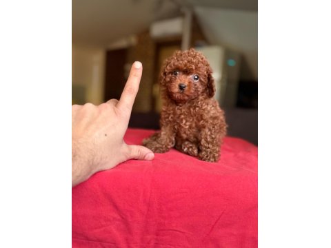 Kore Kan Toy Poodle