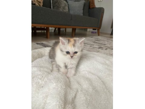 A Kalite Tuvalet Eğitimli Yavru Kediler