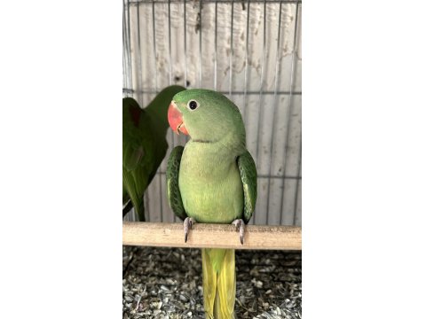 El Besleme Bebek Alexander Papağanı