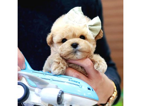 Maltipoo Bebeklerim Favorilere