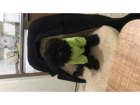 Siyah Toy Poodle 8 Aylık