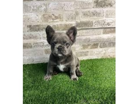 French Bulldog Yavrularım Yeni Sahiplerini Bekliyor