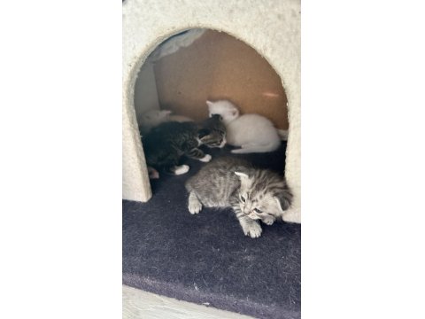 5 Adet Scottish Fold Yavrular