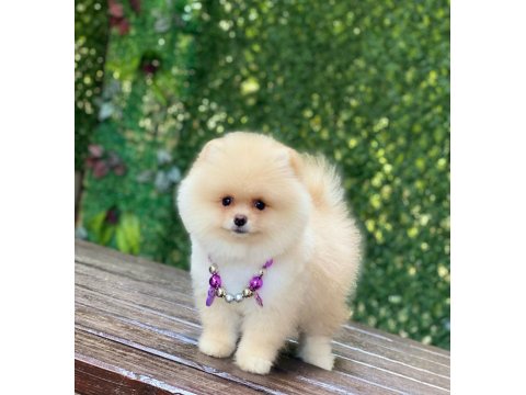 Orjinal Ayıcık Surat Dişi Pomeranian Boo