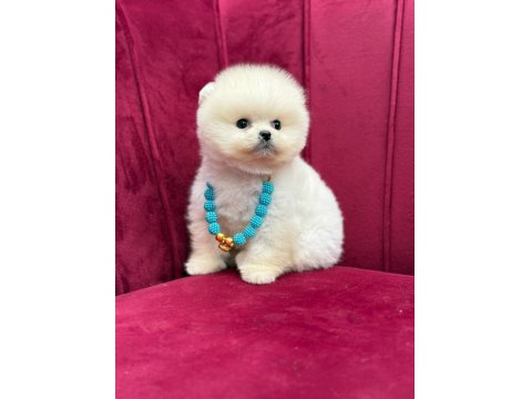 Safkan Pomeranian Yavru Köpekler