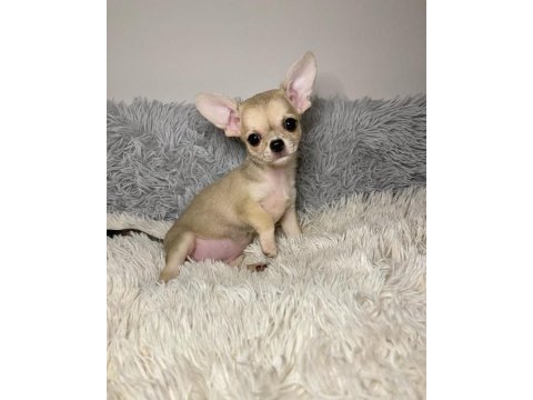Irk Garantili Chihuahua Yavruları