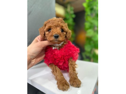 Sevimli Poodle Köpekler