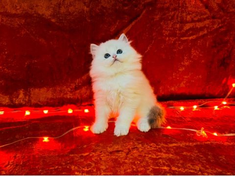 Teslime Hazır British Longhair Silver Yavrumuz
