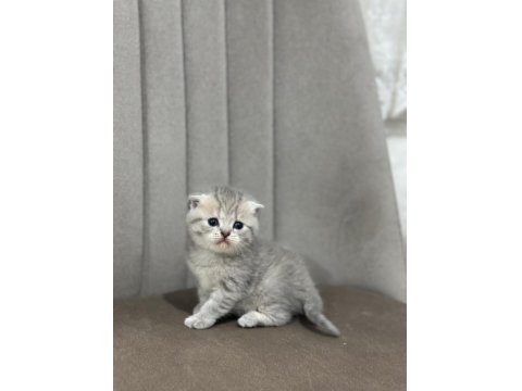1.5 Aylık Yumurcak British Shorthair Yavrular