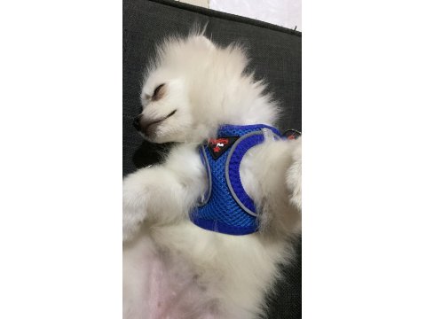 3 Aylık Pomeranian