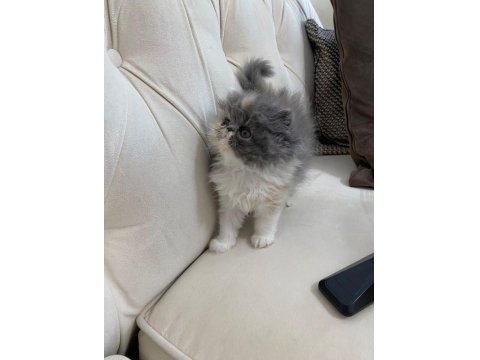 50 Gün Dişi Exotic Kedimiz