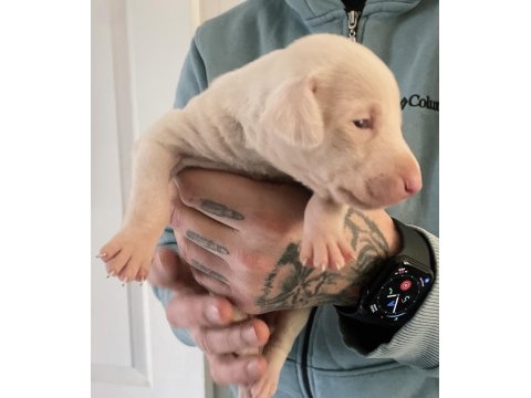 Pink Doberman Yavrularımız Almanyadan İthal Üst Kalite