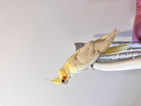 Sultan Papağanı Sahiplendirilecektir