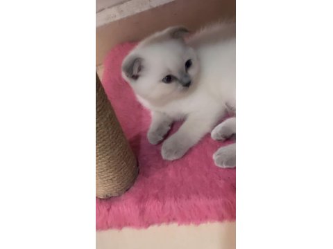 Scottish Fold 2,5 Aylık Dişi