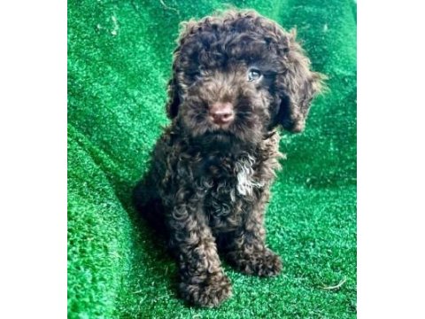 Oyuncak Siyah Poodle Yavrularımız