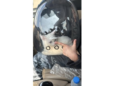 British Shorthair Erkek Yeni Yuvasını Arıyor