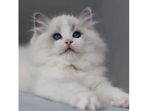 Görkemli Ragdoll Yavrumuz