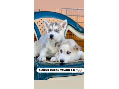 A Kalite Sibirya Kurdu Yavru Köpeklerimiz