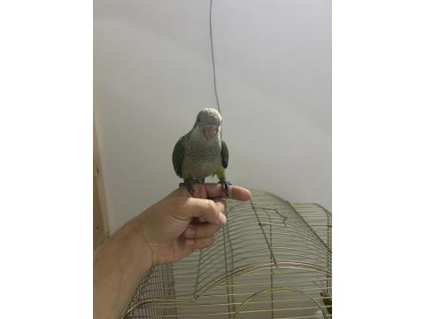 1.5 Aylık Full Evcil Oyuncu Ele Gelen Monk Papağanı