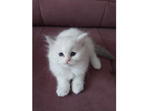 45 Günlük Orjinal Ragdoll Yavruları