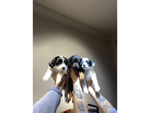 Maltipoo Ve Dachshund Melezi Yavru Bebekler