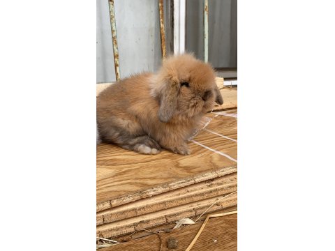 Hollanda Cüce Ve Mini Lop Tavşanlar Her Yere Gönderim