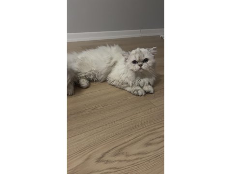 Oyuncu British Longhair Yavrumuz Cakır