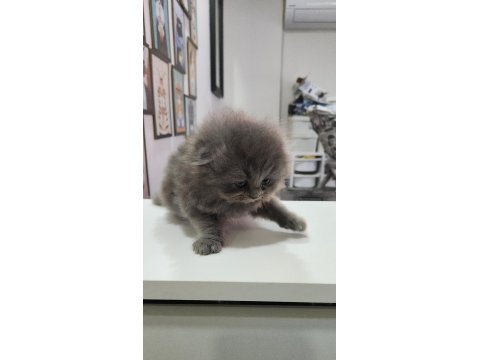 Scottish Fold Erkek Yavru