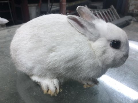 Safkan Hollanda Cüce Tavşanlar (Kırma Değildir)